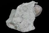 Wide Enrolled Isotelus Trilobite - Ohio #70920-3